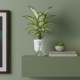 Aglaonema Snow white